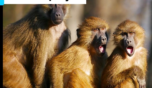 Rompecabezas de tres monos
