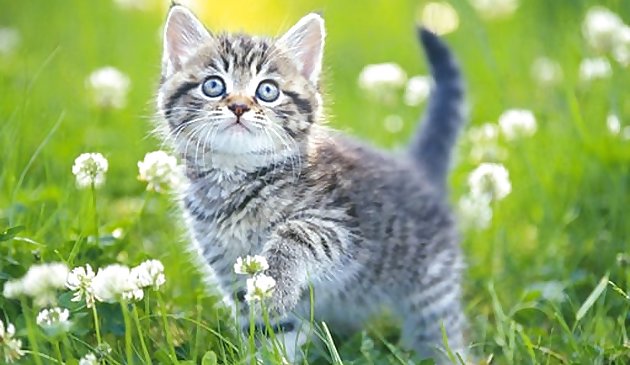 Kittens Jigsaw Puzzle Collection