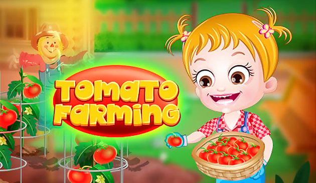 Baby-Haselnuss-Tomatenanbau