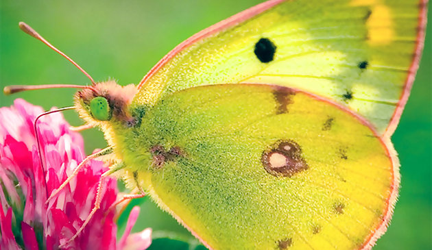 自然のジグソーパズル蝶