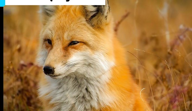 Fox Closeup Jigsaw