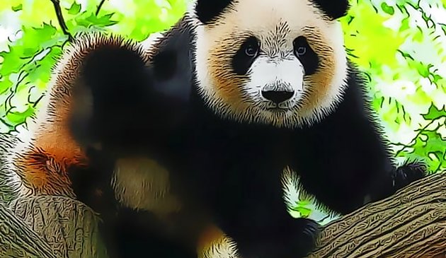 Lindo Bebé Panda