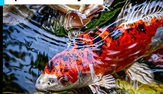 日本の鯉のジグソーパズル