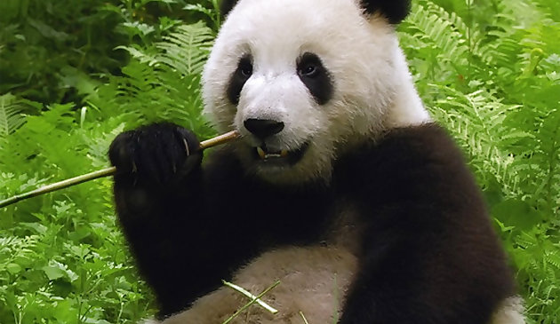 Rompecabezas de Pandas