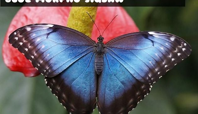 Scie sauteuse papillon Morpho bleue