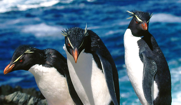 Rompecabezas de pingüinos
