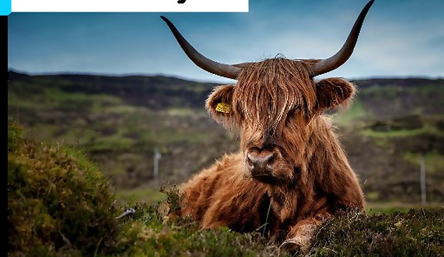 Головоломка из говядины Шотландия