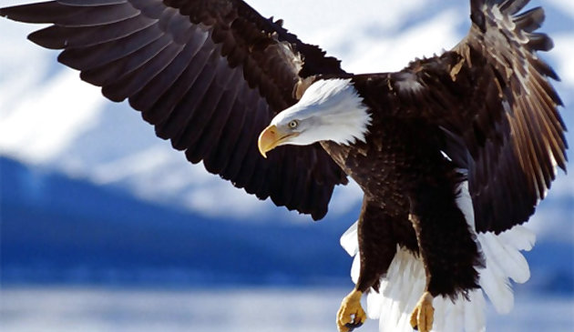 Animals Jigsaw Puzzle Eagle