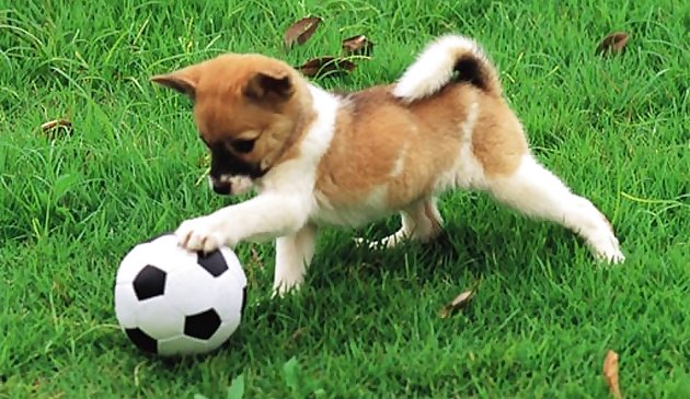Игривый щенок на открытом воздухе головоломка