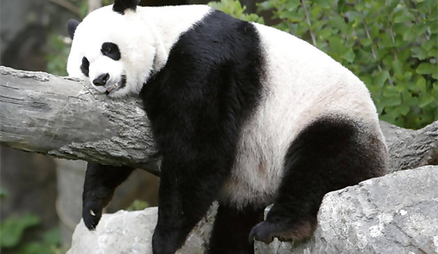 Tobogán de pandas
